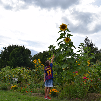 Nicci Micc's son standing next to sunflowers