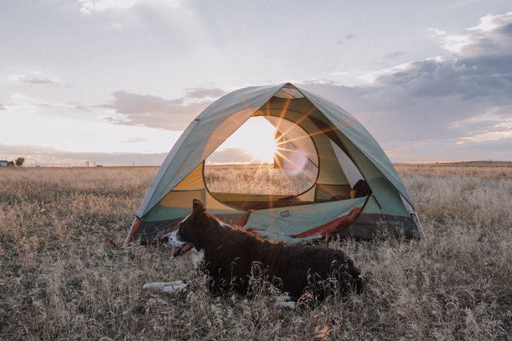 Dog camping in tent