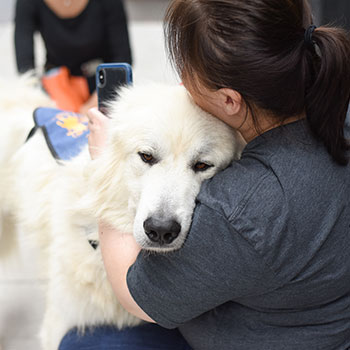 Gibson, a Great Pyrenees mix, is ready for adoption.
