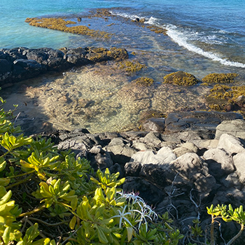 Ocean water close to the shoreland. There are rocks near the water’s edge and a wave is coming in.