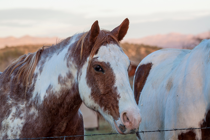 horse