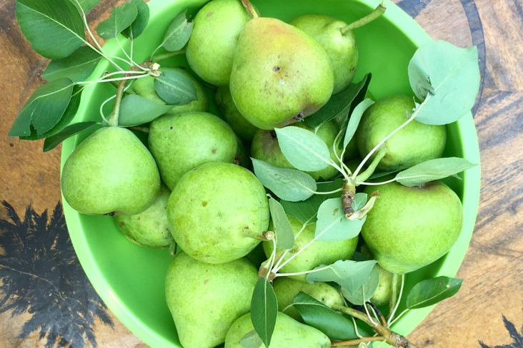 bowl of pears