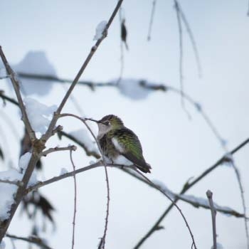 Hummingbird on snowy tree branch
