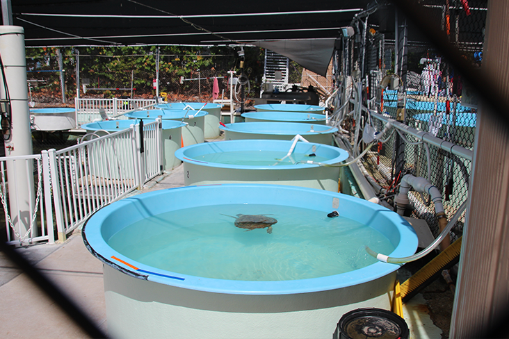 A row of individual turtle rehab pools