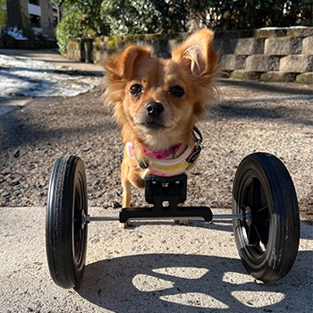 Tyra looking at the camera with fluffy brown ears and fur. She is propped up by two large wheels on an axel, which helps her to walk. 