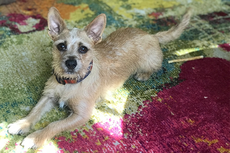 Megan Bungeroth’s cairn terrier-Chihuahua mix, Arthur