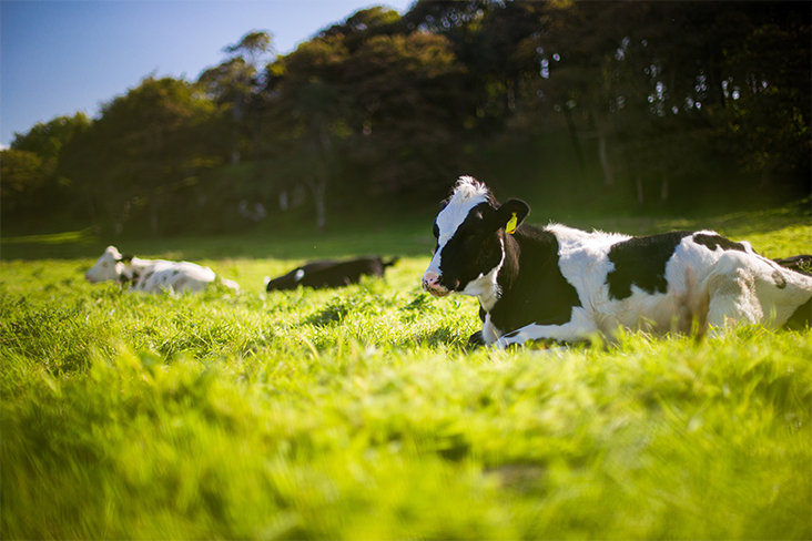 Cows in a field