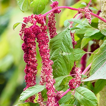 Amaranth