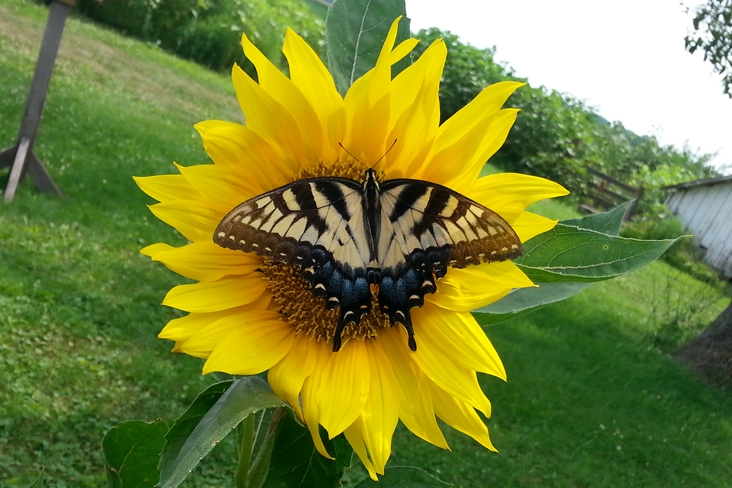 butterfly on sunflower