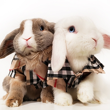 Sky and Grace, Holland lop rabbits, wearing checkered vests.