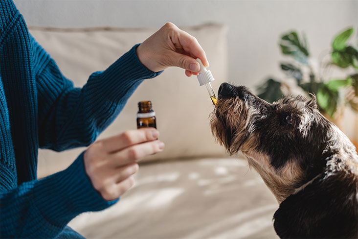 A pet owner uses a dropper to administer a CBD tincture to a dog.