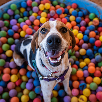 A dog is playing in a ball pit and almost appears to be smiling.