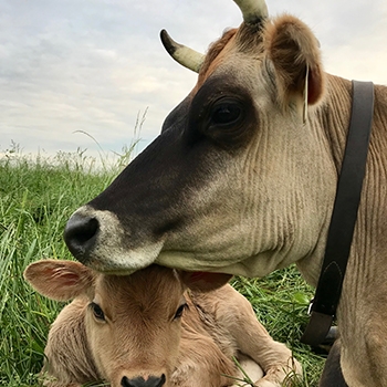 A tan mother cow with her chin resting on a calf in the grass.