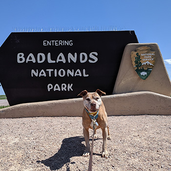Ginger is standing on all four legs in front of a sign that reads Entering Badlands National Park. She almost appears to be smiling.