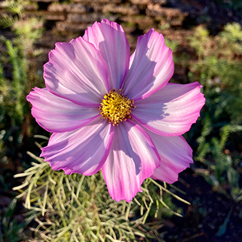 A close up of a light pink wildflower.