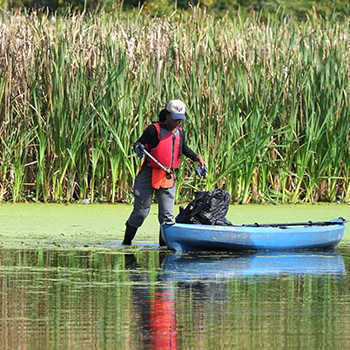 A female is standing in the shallow water of what appears to be a river. There is a canoe in the water, and she's clearing trash from the area and putting it in a plastic bag. Behind her are tall cattails.