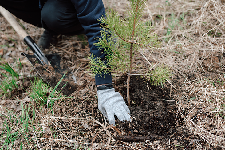 Close-up of a small evergreen sapling that has just been planted. There is a partial view of a person bending next to the sapling and their gloved hand is patting the soil around the tree's base.