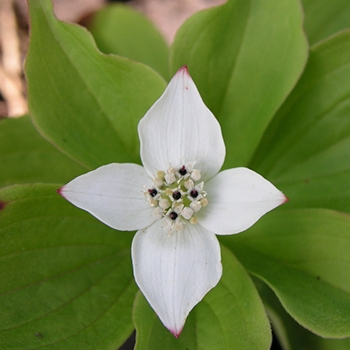 A white flower with four petals in the center and six veined oval leaves surrounding it.