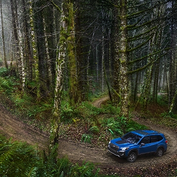 The Subaru Forester Wilderness climbing up a dirt path with evergreen trees and ferns on the right side.