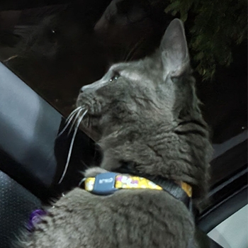 Closeup of Velcro, the rescue cat, who is gray and is wearing a yellow collar.
    