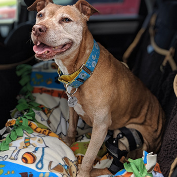 Ginger sits on a blanket that is spread out on the back seat. She looks comfortable.