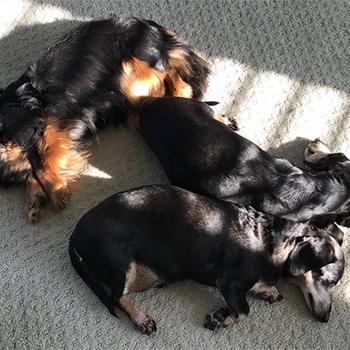 The three dachshund boys, sleeping on carpeting in the sun. 