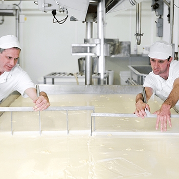 Two cheesemakers working through the cheesemaking process.