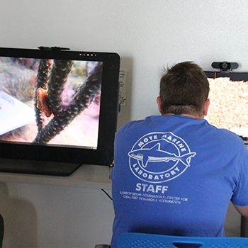 A scientist studies two monitors showing close-ups of coral