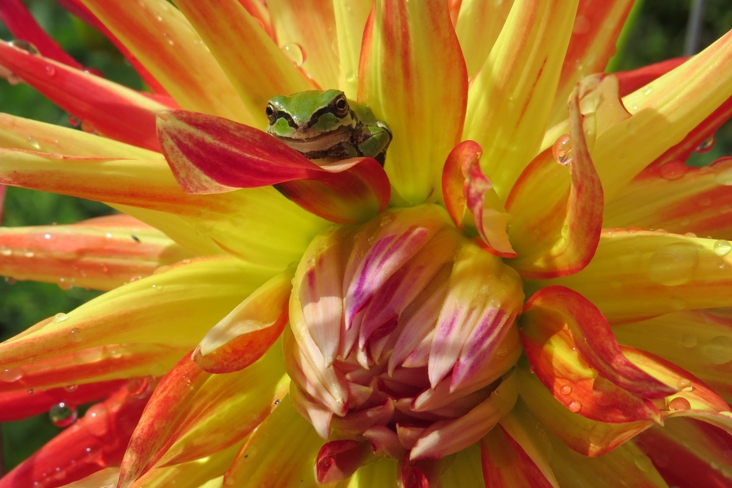 orange dahlia flower with green frog