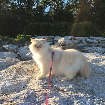 Cosmo out for a walk outside while on a leash.