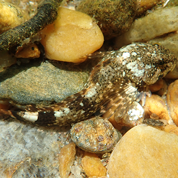 Mottled sculpin