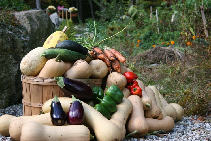 vegetables in a garden