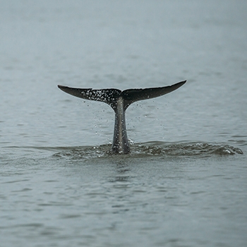 A whale’s tail crests the surface of the ocean.