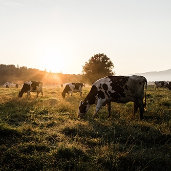 Spotted black-and-white cows grazing in a green pasture on a sunny day.