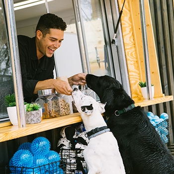 A BarkPark employee giving two dogs a treat