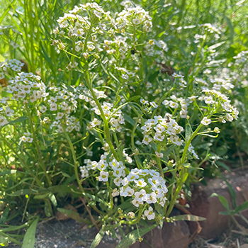 A group of white wildflowers 