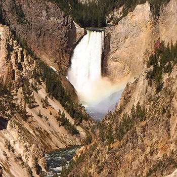 A massive waterfall at Yellowstone National Park with ravines on each side and evergreen trees, which appear small in comparison to the immensity of the waterfall.