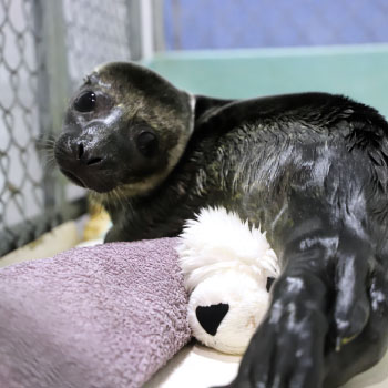 snuggling seal