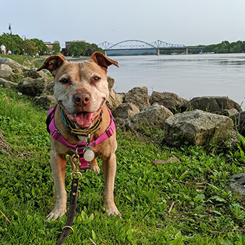 Ginger standing in the grass near a waterway in La Crosse, Wisconsin. In the distance is a bridge over the water.