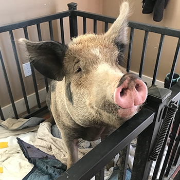 Kevin Bacon, the pig, sitting in his pen and peeking over the bars.