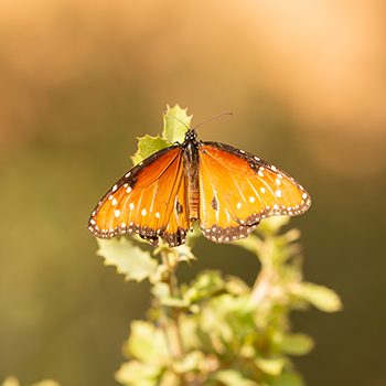 A spotted-orange queen butterfly spreads its wings while resting on a scrub oak leaf. 