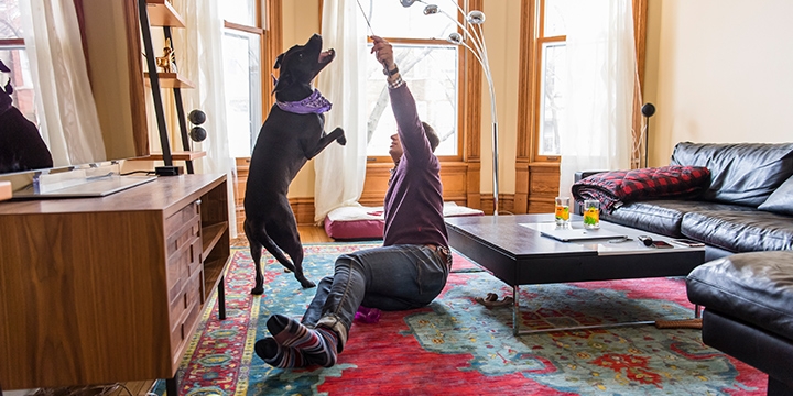 Dave and Winston play in the living room.