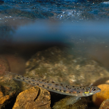 A long, narrow, spotted fish resting on large rocks in shallow river water.
