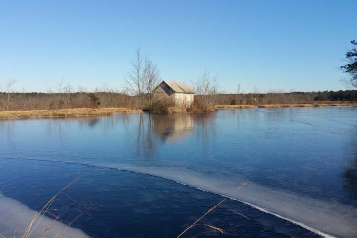 Frozen cranberry bog with small cabin in background