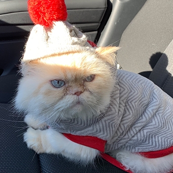 Cosmo, a long-haired white cat, looking a little apprehensive while sitting on the passenger seat. He’s wearing a small hat with a red pompom on top of it.