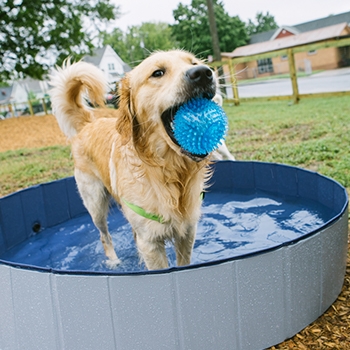 A dog in a small pool with a ball in its mouth