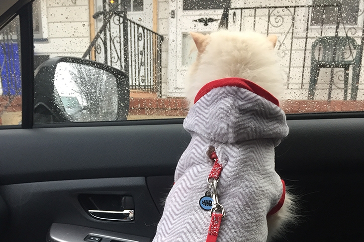 Cosmo, a long-haired white cat, looks out the passenger side window of the car window at the front porch of a white house.