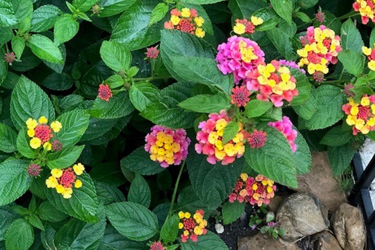 garden flowers