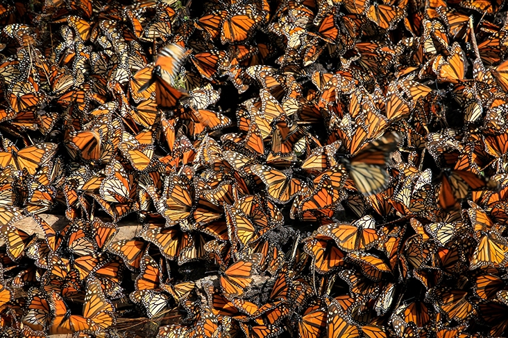 Monarch butterflies congregating