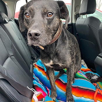 Jackson, the super mutt, is seated on top of a striped covering in the back seat of a vehicle. He has dark fur and brown eyes.